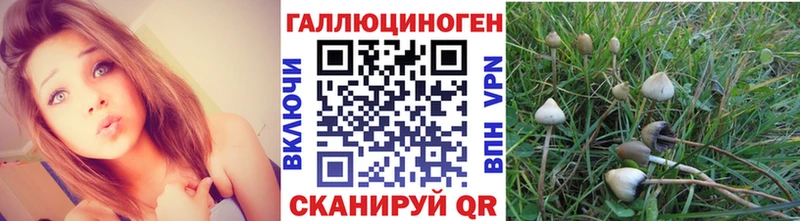 Галлюциногенные грибы Psilocybine cubensis  где продают   Сорочинск 
